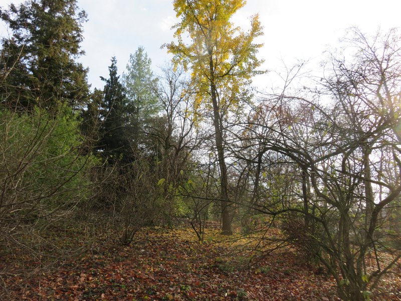 Geografisches Arboretum Rombergpark am 17,102018 (80)